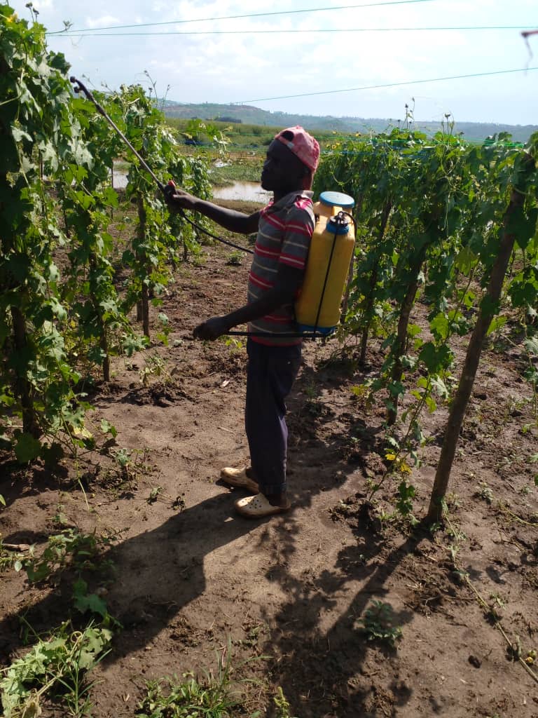icyangwerwanda's tweet photo. #HomeGrownSolution with #ICYangweRwanda #EcoFriendly loofahs manufacture.
We are harvesting 8,000 cucurbit on our @Nyarugenge 2 ha land to produce #ZeroWaste exfoliating body sponge and dishwashing sponge. check our #ecommerce page for more https://t.co/fzG4AW2ntS https://t.co/Up0pOJdCxU