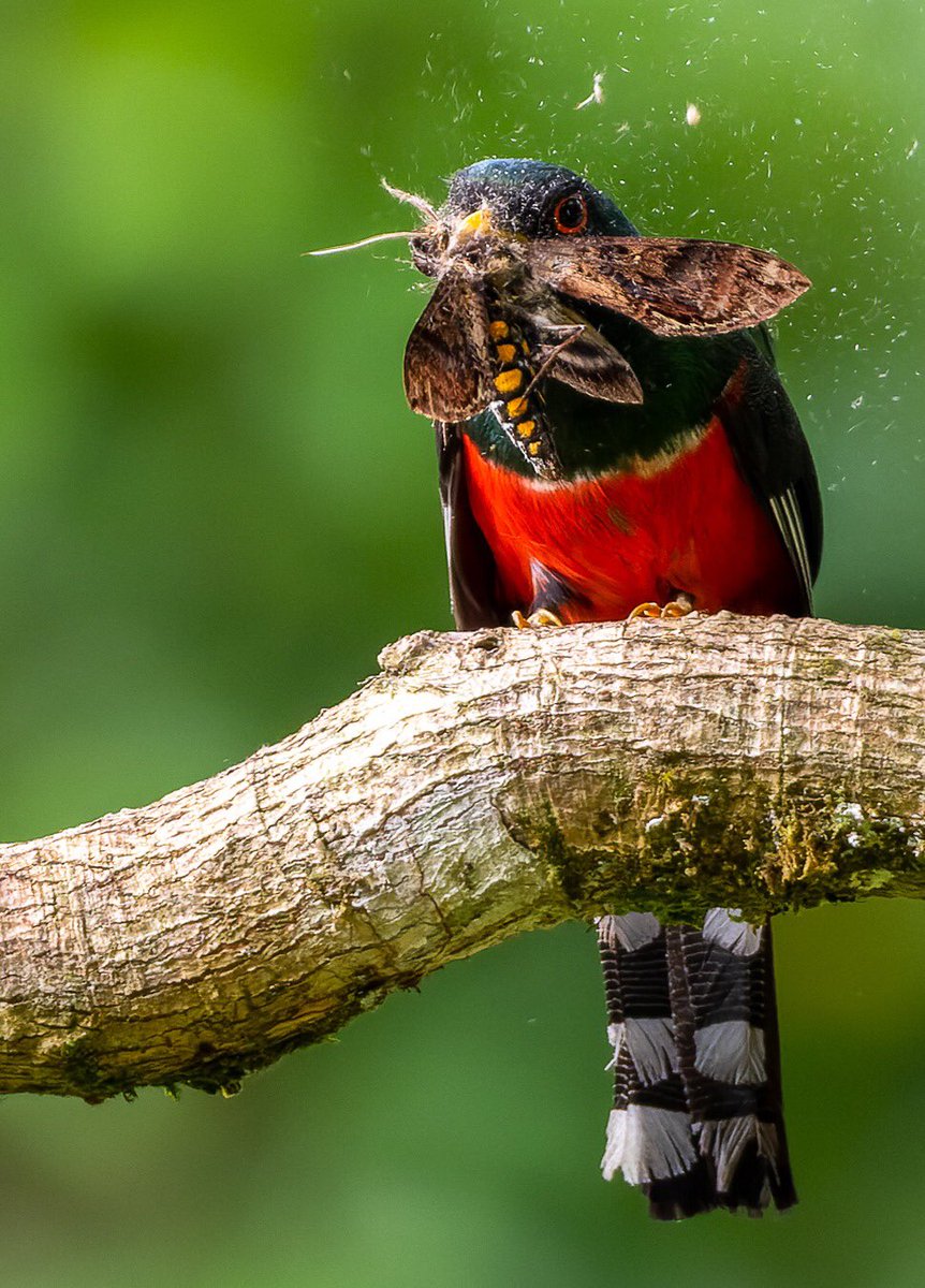 davidtbryon's tweet photo. Este Trogón Enmascarado (Trogon personatus) madruga a conseguirse su comida en forma de polilla. Digno participante del #spamdepajaritosquetrabajan 

#spamsabatino 
#avesdecolombia 
#BirdsOfTwitter 
#birdphotography 
#AvesdeColombia https://t.co/s9T3U7k9HG