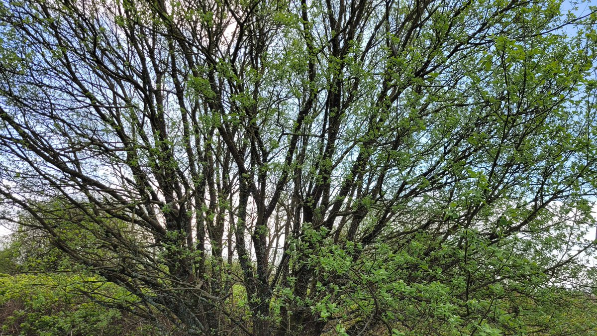 Steve Gane tweet media