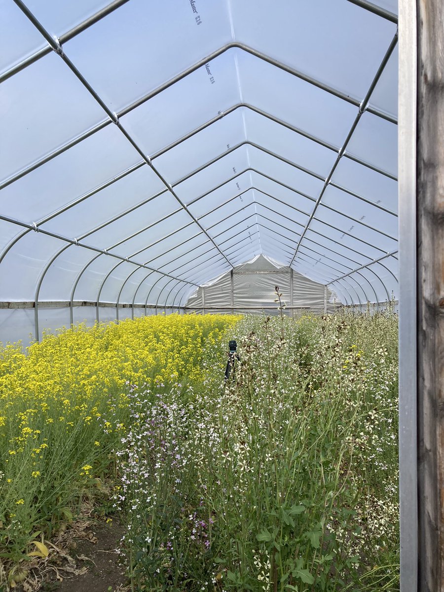 Visited a local urban farm <a href="/sunlight_grow/">Sunlight Gardens</a>! Is there anything more inspiring than building soil to feed our communities? 
Pictured: crop of edible flowers