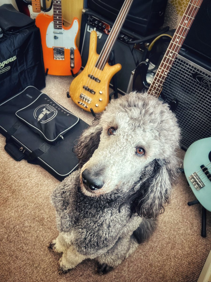 Rock N Roll Poodle

#herbiepooh #dog #poodle #standardpoodle #silverstandardpoodle #canine #iphonephotography #theintermittentphotographer #fender #warwickbass #sirebass #harleybenton #bugera #musicmanstingray