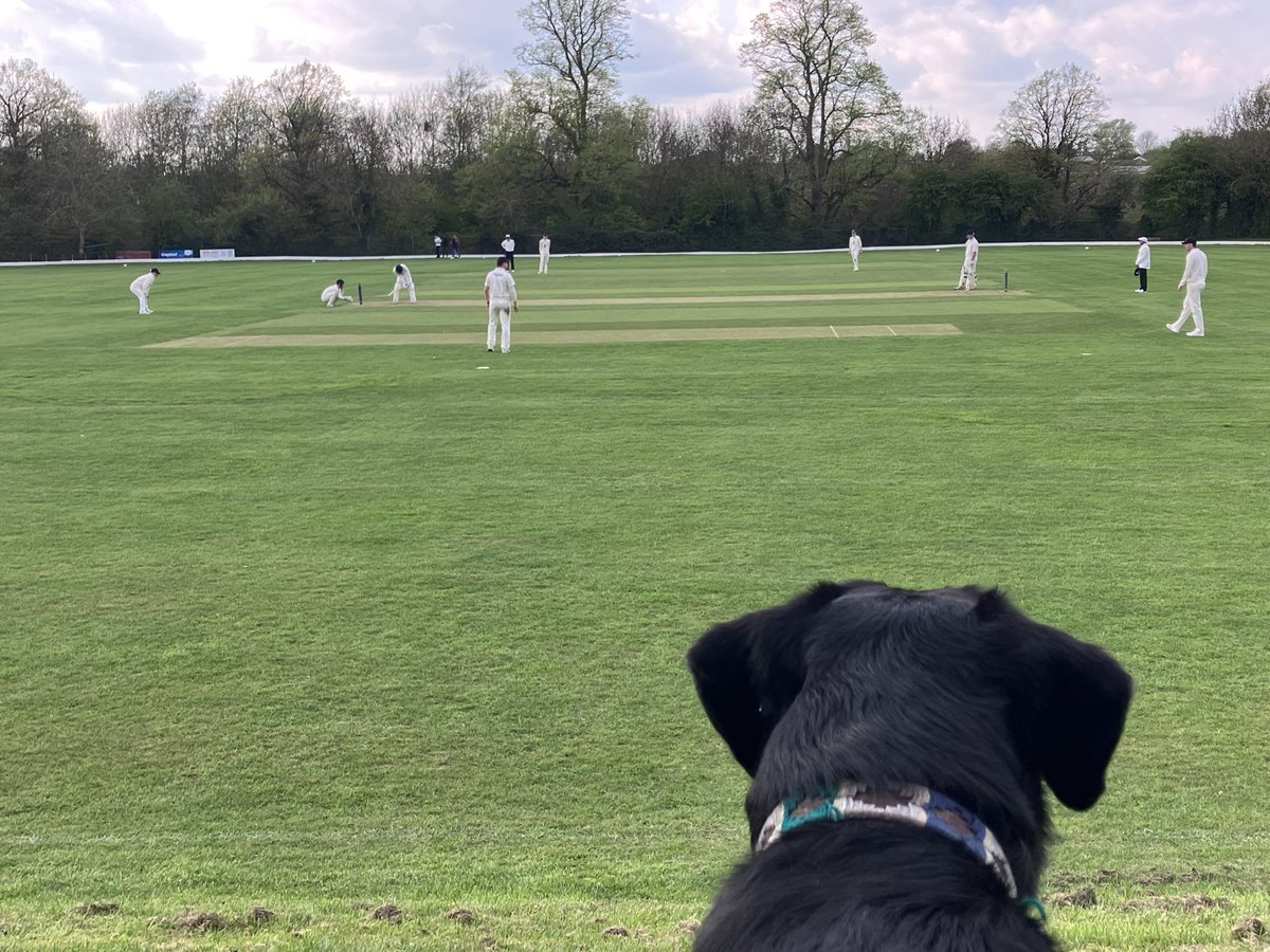 Jej6150's tweet photo. #dogsatcricket @dogsatcricket @easthaddoncc https://t.co/dbzPquItjw