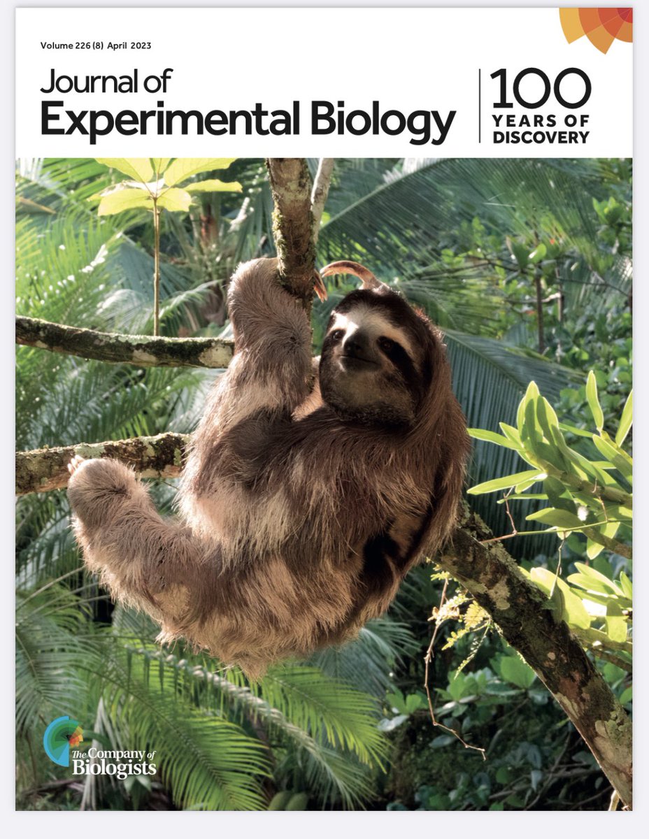 biomechanicsYSU's tweet photo. Time for some weekend reading @J_Exp_Biol @animal_motion #sloths #jeb #butcherlab #puravida #bradypus https://t.co/l6IQpXh9k1