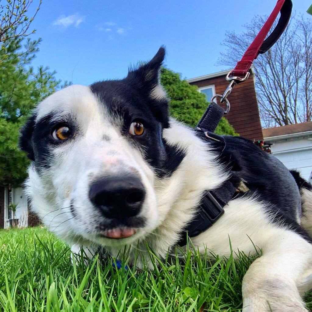 bocooreo's tweet photo. OH A CAR IS COMING! WHY DOES NOBODY ELSE GET READY TO CATCH IT??

@bocooreo #oreobw #bordercolliesofinstagram #bordercollie #dogsofinstagram #puppy #oreo #ottawadogs #herding #herdingdog #dogneedstraining #surprisedface https://t.co/QvrjwMC2Lq https://t.co/7F6ekDquIf