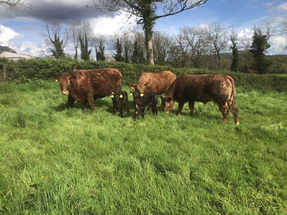 SamuelRooney3's tweet photo. Out to Fermanagh sunshine Heifers that calved this week. https://t.co/SPwpGM1G8d