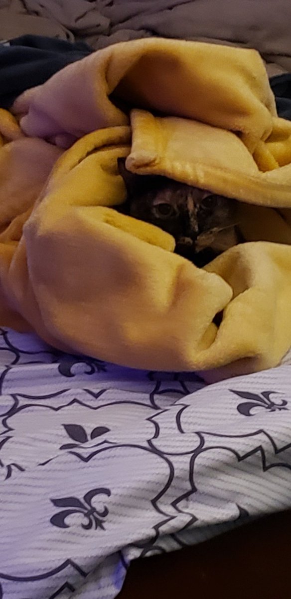 ver_itas_'s tweet photo. @Shroombies blankie https://t.co/RCGV49YVfb