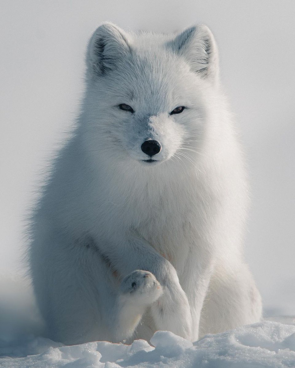 AMAZlNGNATURE's tweet photo. An arctic fox looking straight in to the camera in the Swedish Lapland’s wilderness

📸: @KPunkka https://t.co/SqH4d5DIf6