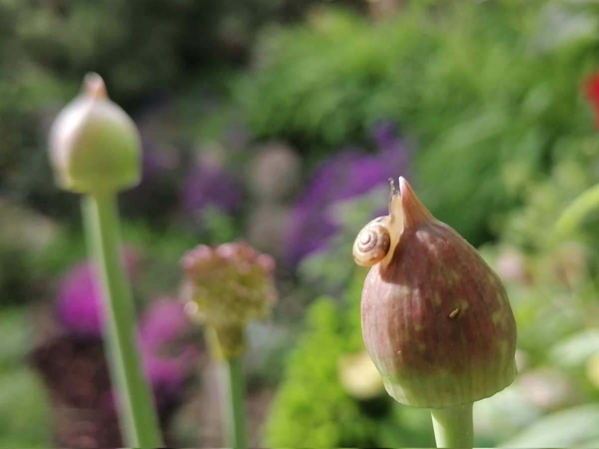 TomderZar's tweet photo. 2023 wird ein starkes Schneckenjahr 🤔
#garten #dailyfleets #garden #kleingarten #gartenlogbuch #wienliebe #wienmalanders #vienna #schrebergarten #schnecke #snail https://t.co/7vay3FGj4R