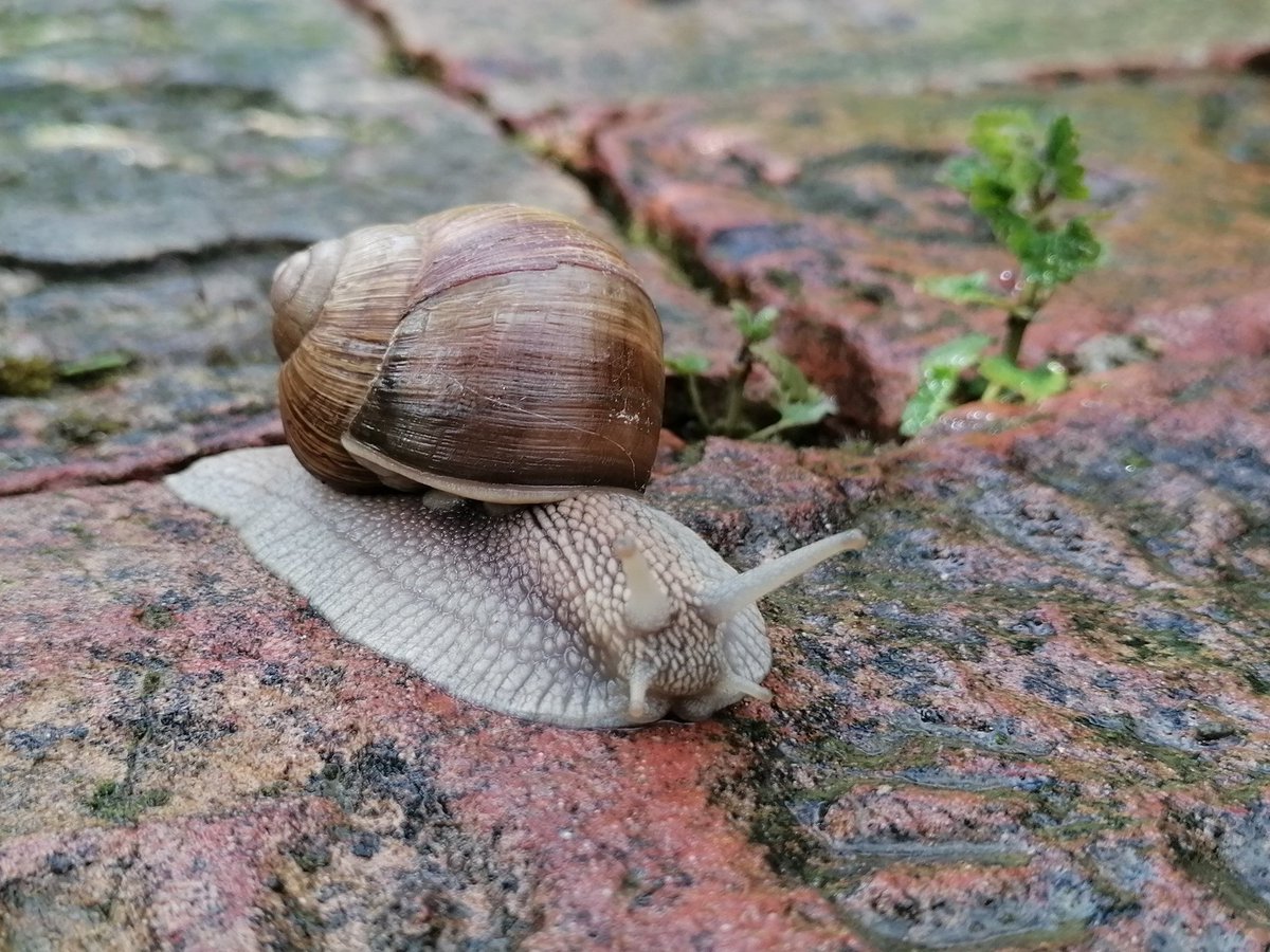 TomderZar's tweet photo. 2023 wird ein starkes Schneckenjahr 🤔
#garten #dailyfleets #garden #kleingarten #gartenlogbuch #wienliebe #wienmalanders #vienna #schrebergarten #schnecke #snail https://t.co/7vay3FGj4R