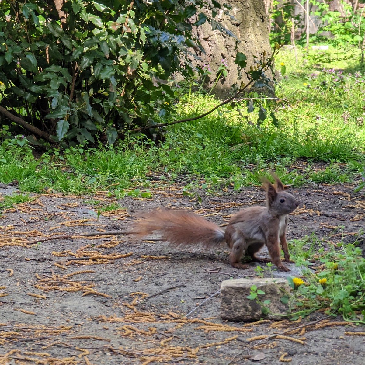 Unsere #Hörnchen posen gerne im #Sonnenschein und im ersten Bild wird ganz klar: Dies ist mein #Revier! Bitte #erhaltet meinen #Lebensraum und lasst die #Bäume stehen!

#marchi40erhalten
#Eichhörnchen #meineHood #meinRevier #cuteanimals #cutesquirrel #Naturerhalt
#Fellwechsel…