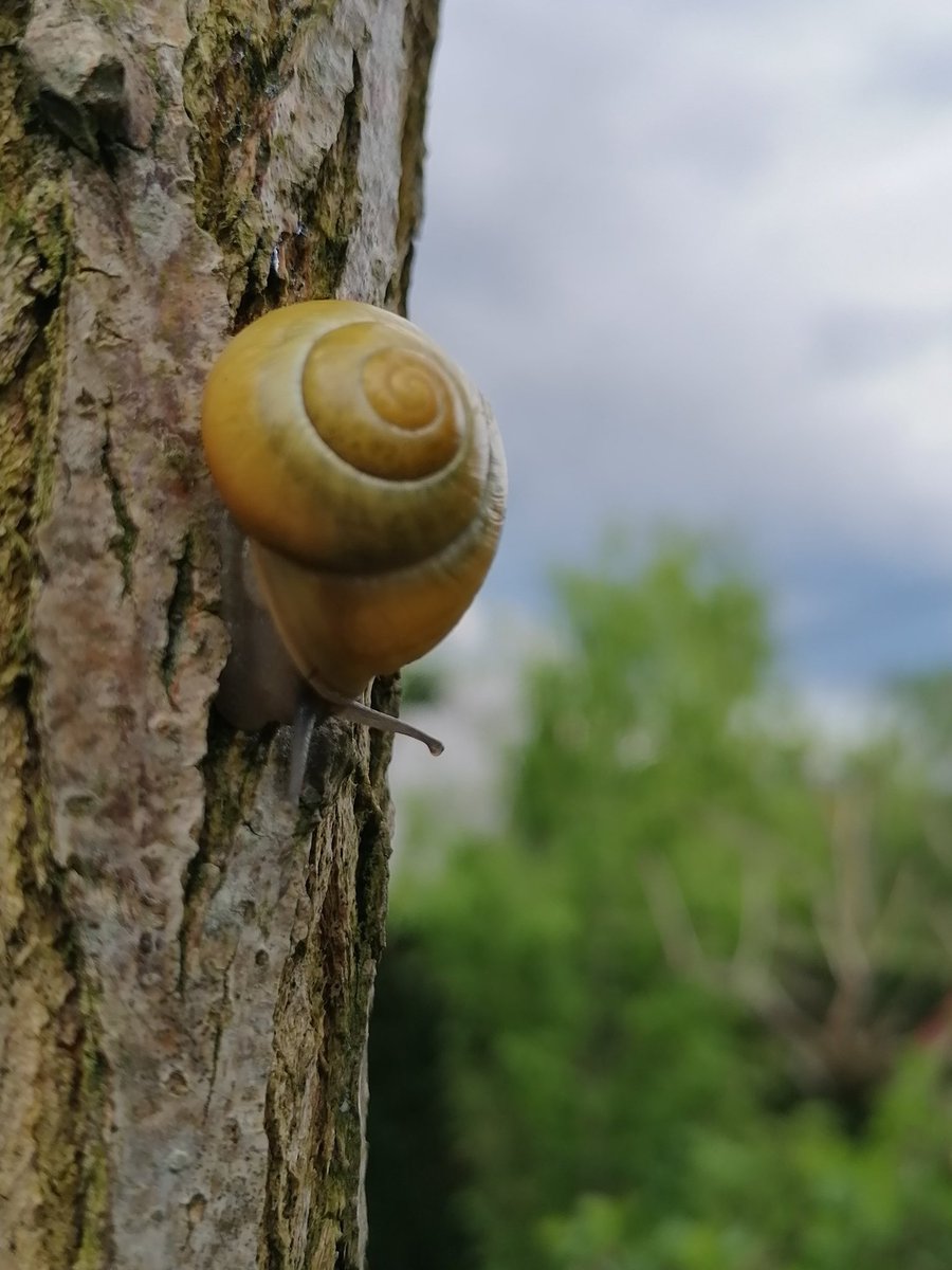 TomderZar's tweet photo. 2023 wird ein starkes Schneckenjahr 🤔
#garten #dailyfleets #garden #kleingarten #gartenlogbuch #wienliebe #wienmalanders #vienna #schrebergarten #schnecke #snail https://t.co/7vay3FGj4R