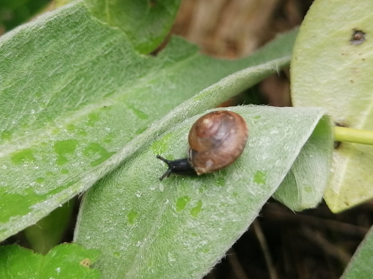 TomderZar's tweet photo. 2023 wird ein starkes Schneckenjahr 🤔
#garten #dailyfleets #garden #kleingarten #gartenlogbuch #wienliebe #wienmalanders #vienna #schrebergarten #schnecke #snail https://t.co/7vay3FGj4R