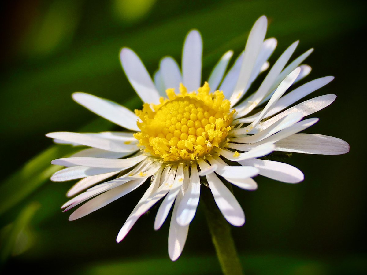 Simple but beautiful #canonr6m2 #daisy #nature #garden