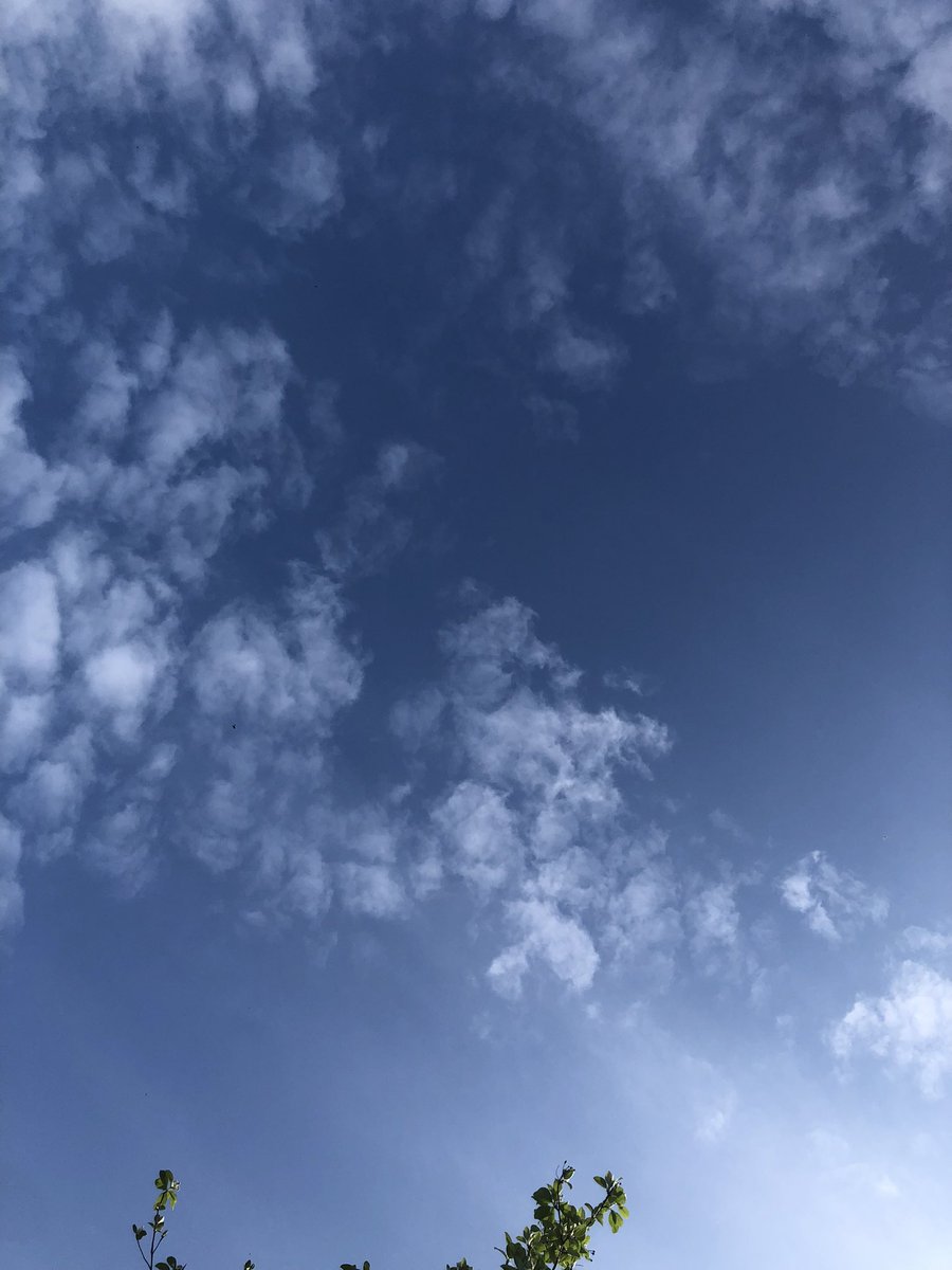 eco_landmanager's tweet photo. First swifts of the year https://t.co/m9VZFM6KX8