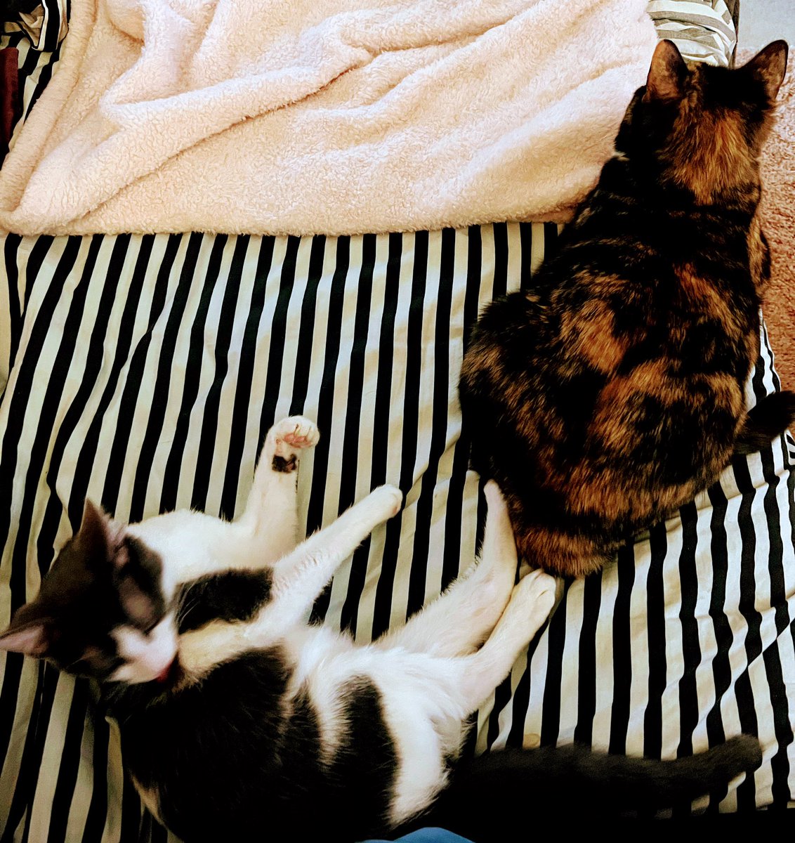 MyCatZen's tweet photo. It’s not what it looks like…@mylilmanoliver is still annoying. 💕🐈‍⬛🌻 #CatsOfTwitter #catsofinstagram #Caturday #pets https://t.co/xNVy16zvWj