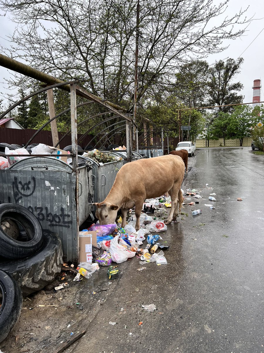 нелепый персонаж говердовский tweet media