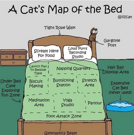 catcavaleri's tweet photo. Happy #Caturday 🐱 https://t.co/CmCvbjgWz8