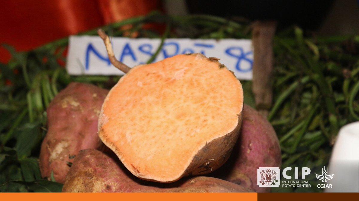 Cipotato's tweet photo. Scaling up biofortified food initiatives, including orange-fleshed sweetpotato 🍠, can improve consumption of vitamin A-rich foods with effective strategies comprehensively address consumption barriers.

👉🏽 https://t.co/4NIpMEtVIV https://t.co/vmchWXvvhm