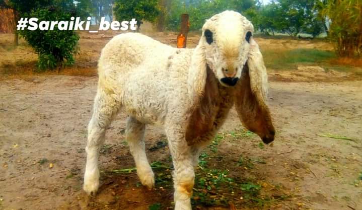 dharti__waas's tweet photo. ✰ لیلے باک ✰
میں جو پچھئے
تیڈے گھر دا
چوکھا پندھ اے ؟
کھل کے آکھس
لیلے باک اے
ساری زندکی
ٹردے رہے آں
لیلے باک دا
پندھ نئیں مُکیا
#saraiki_trend https://t.co/8vQS9k8azN