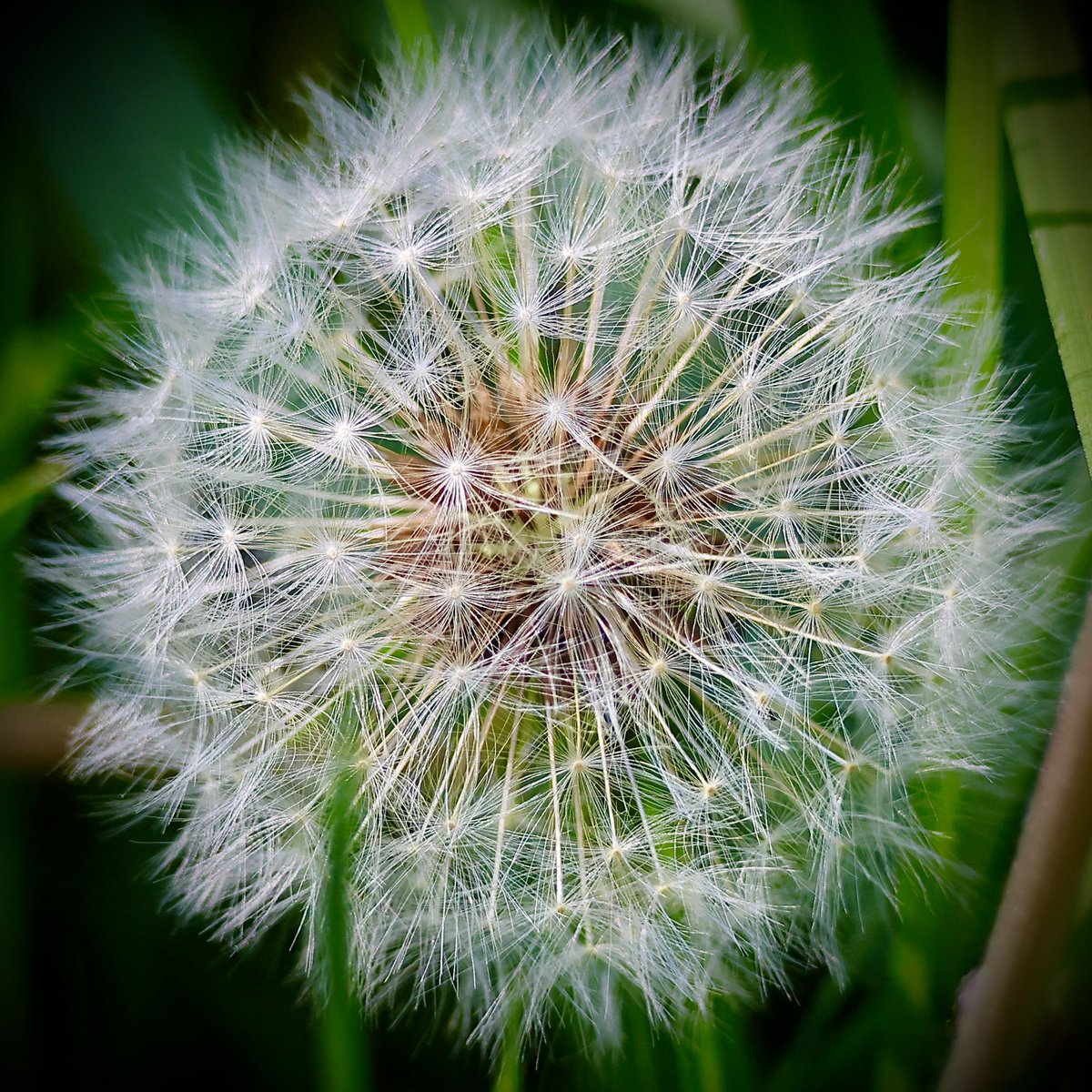 Dandelion about to seed #canonR6m2 #canon100400 #macro #canoncameras