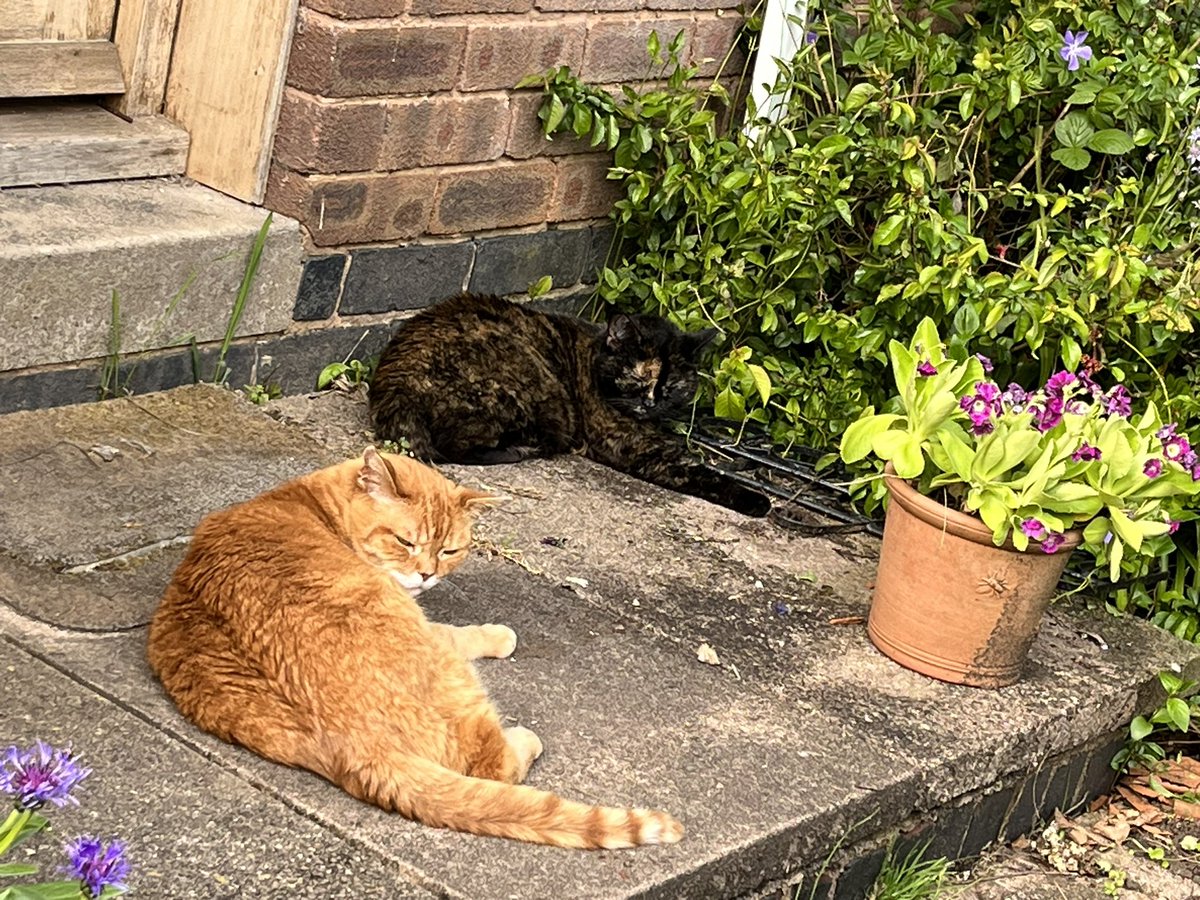 papaver's tweet photo. Esme and his gingerness sharing the front doorstep- a rare occurrence #Caturday #catsoftwitter #CatsOnTwitter #catpals https://t.co/WCr96DsT22
