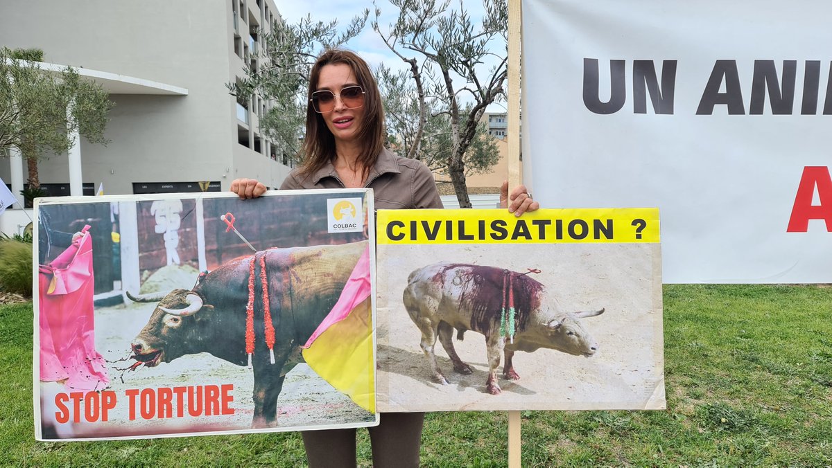 BeziersColbac's tweet photo. 🦬 Alors que le maire de #Béziers affiche des panneaux aux entrées de la ville pour faire de la #corrida sanglante la culture représentative de Béziers, le COLBAC continue de mener des actions visant à dénoncer la cruauté de cette pratique. #StopCorrida https://t.co/zT0YzmHZwT