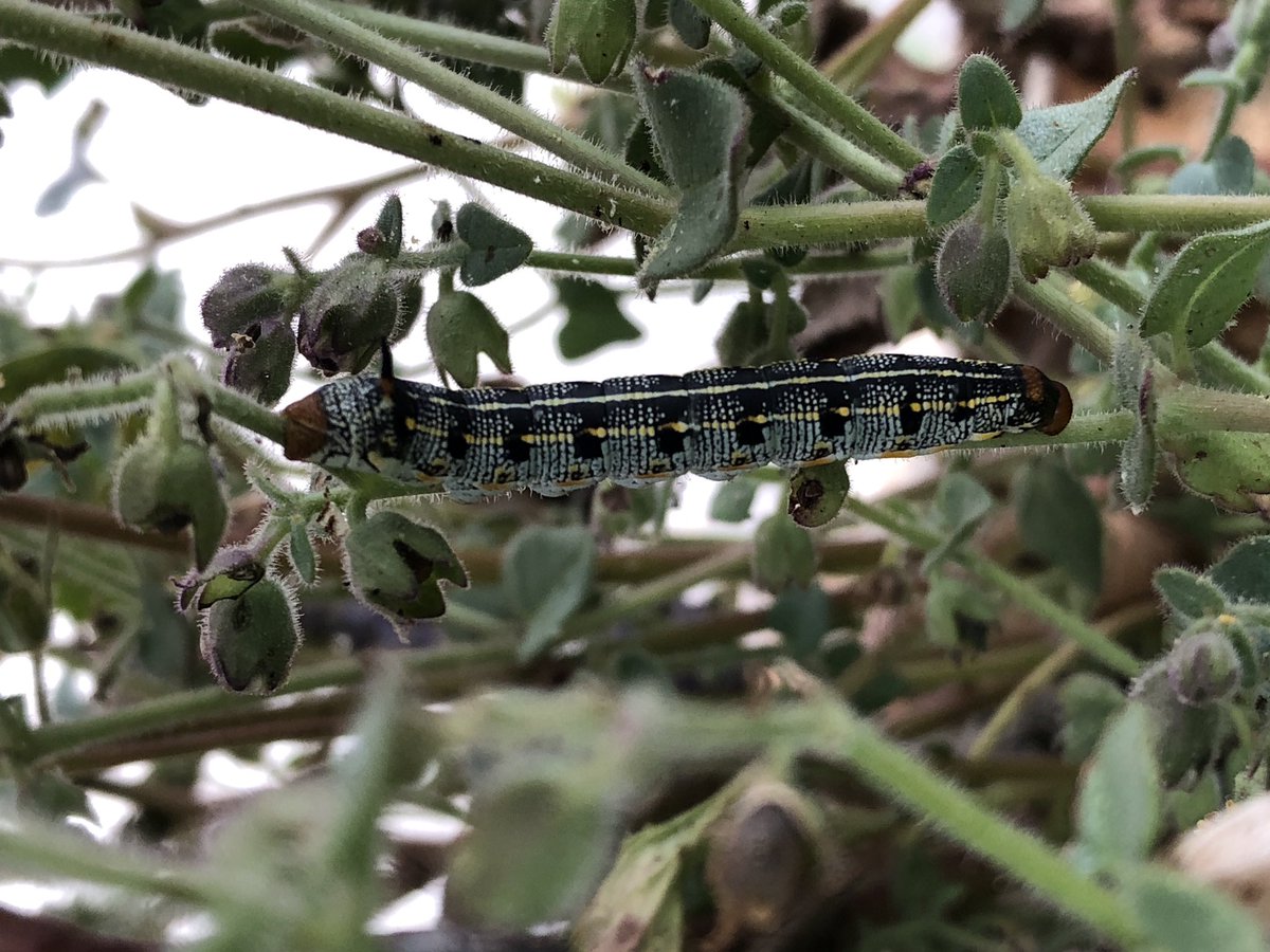 cnpssd's tweet photo. Flowers aren’t the only things to enjoy following a wet winter 🐛🦋🥰

Just in time for the #CityNatureCallenge! https://t.co/LFFYDmrCum