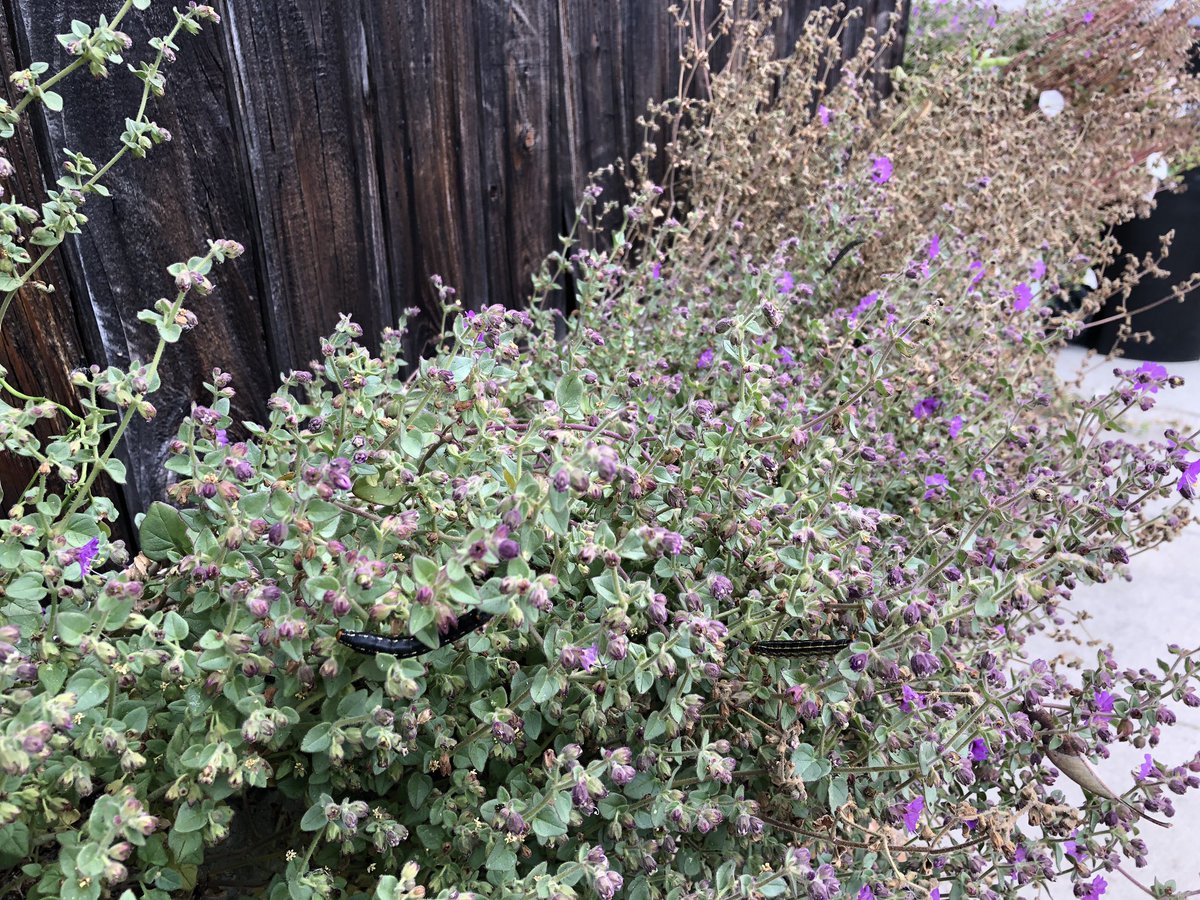 cnpssd's tweet photo. Flowers aren’t the only things to enjoy following a wet winter 🐛🦋🥰

Just in time for the #CityNatureCallenge! https://t.co/LFFYDmrCum