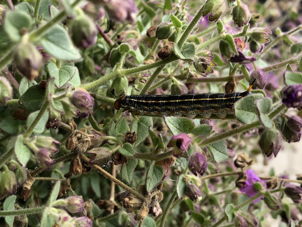 cnpssd's tweet photo. Flowers aren’t the only things to enjoy following a wet winter 🐛🦋🥰

Just in time for the #CityNatureCallenge! https://t.co/LFFYDmrCum