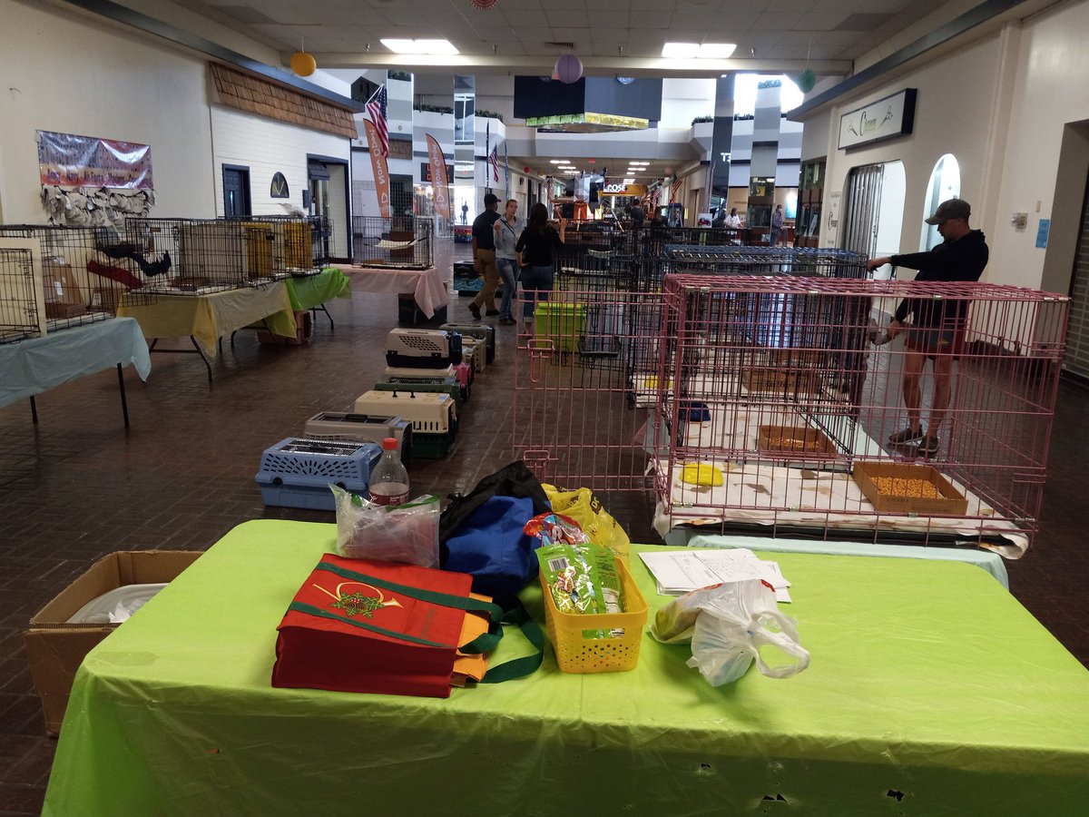LibertyValanc12's tweet photo. The kitties have arrived just finishing up setting up for adoption this Saturday Pray an keep your fingers crossed~ in this #FJB economy it's becoming more an more difficult to find #furever homes for these #PrecioUSAngels https://t.co/y3iWpySMc0