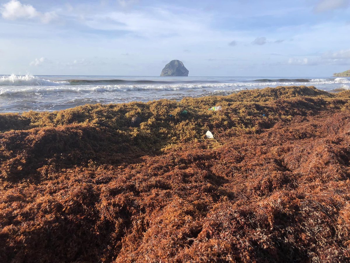 SargaMonitoring's tweet photo. 29/04/2023 #Martinique - #LeDiamant
Plus de photos/video sur la carte officielle
ICI --> https://t.co/lxnqFu8rW1
PARTAGEZ VOS VIDEOS ET PHOTOS RECENTES AVEC NOUS!
#sargassum #sargasso #sargazo #sargasses #sargassi #algues #algea #seaweed #sargassumbelt #sargassummonitoring https://t.co/lNjevjanbY