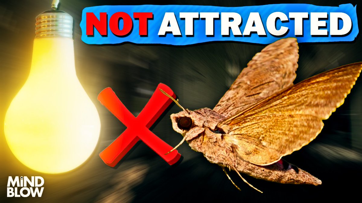 Why Bugs Are Attracted To Light SOLVED - Mind Blow

[new video] --&gt; youtu.be/sxi0-Y_RWsU