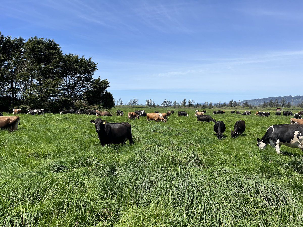 Clear skies and fresh spring growth in the pasture. These are some happy grass-grazed cows!

#alexandrefamilyfarm #certifiedregenerative #regenerativedairy #familyfarm #organicmilk #regenerativemilk #digestibledairy #beyondsustainability #Regenivore #grassgrazed #grassfed
