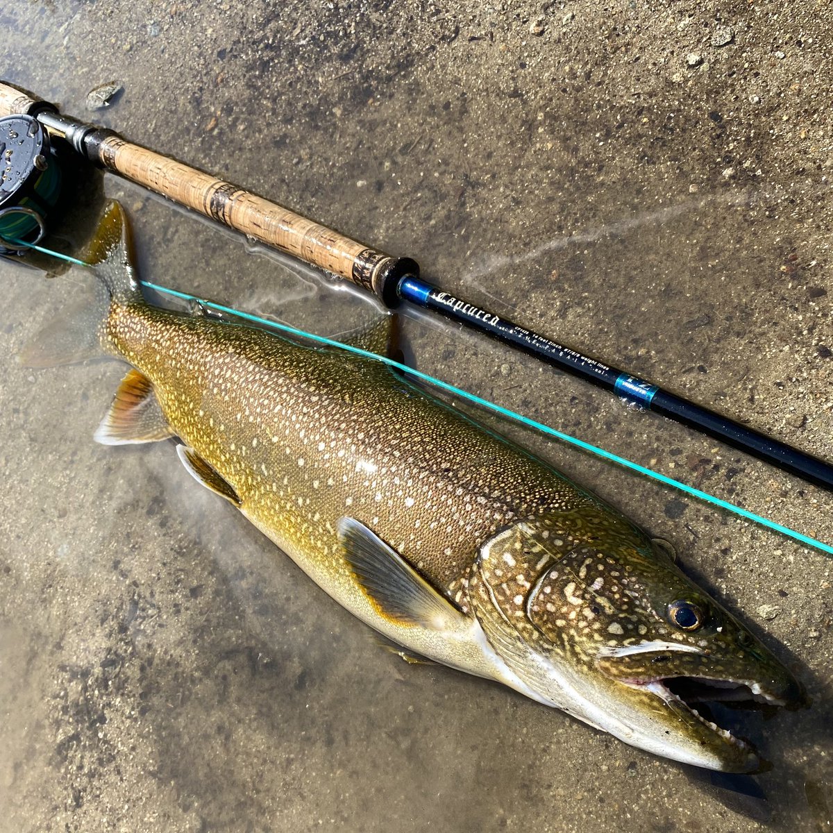 sculpinolive's tweet photo. 中禅寺湖2023.4.29（5）
なかなかの高活性でございました😆

#フライフィッシング
#FlyFishing
#LakeChuzenji
#中禅寺湖
#中禅寺湖釣り
#SRSFISHINGGEAR
#capturd
#カスタムロッド
#レイクトラウト
#laketrout
#ブラウントラウト
#browntrout
#トンカツ浅井
#ソースカツ丼 https://t.co/K9DHNJL2MB