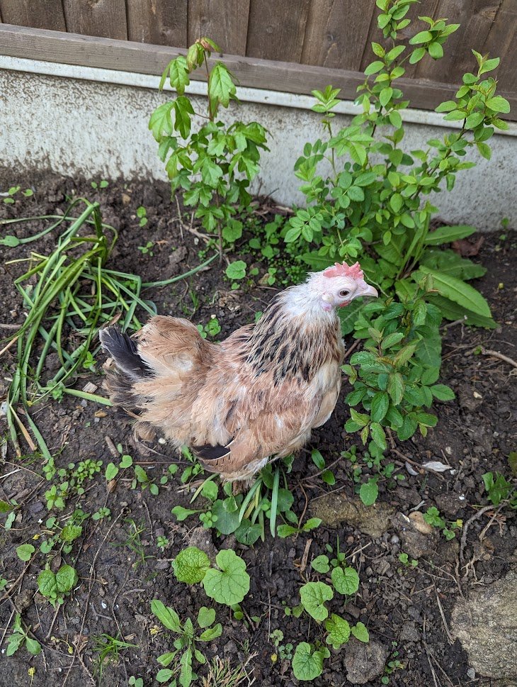 Professor John Tregoning tweet media