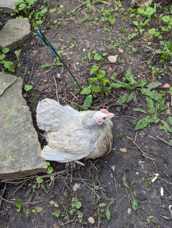 Professor John Tregoning tweet media