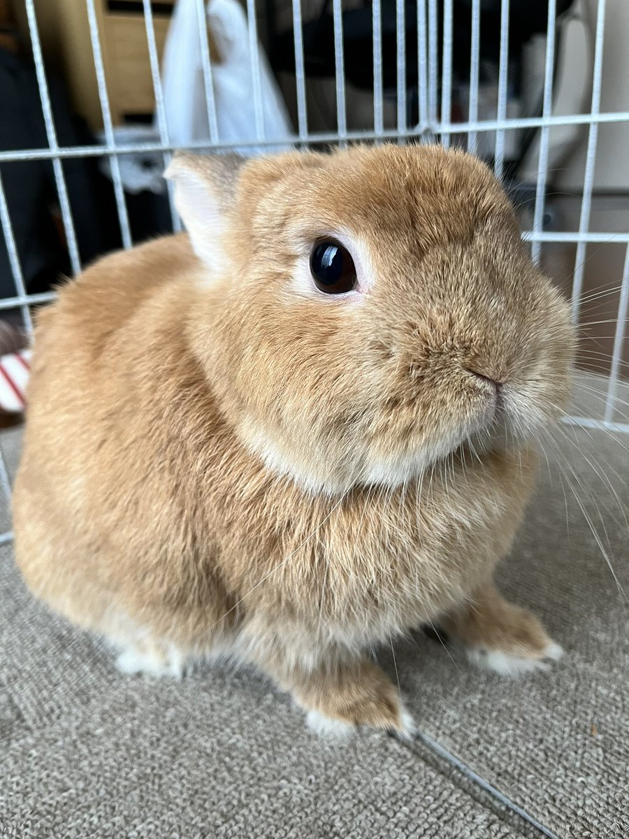 marronroom's tweet photo. GWうきうき🐰✨ https://t.co/3rSCuWAXt0