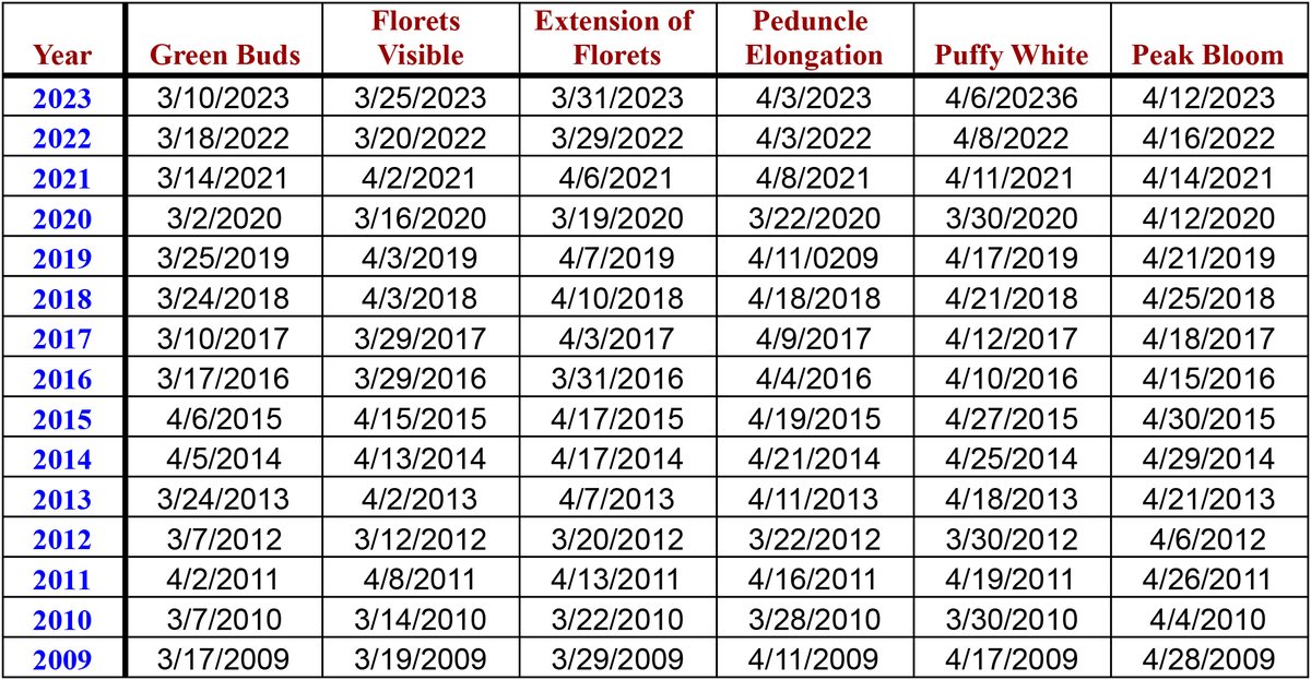 BlossomBlogger's tweet photo. Holy Hanami History Here! Painstakingly from photos &amp; my notes, I have recreated a chart of the progression of Wooster Square Cherry Blossoms for the last 15 of the 50 years! #woostersquare https://t.co/XIlM4NnDXJ