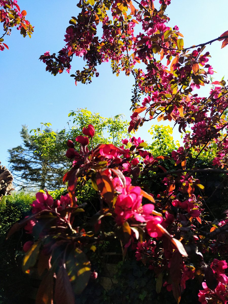 Zo mooi en dan in je eigen tuin.#huizen, #bomen,#bijen,#kleurrijk,#iedereenkanhet