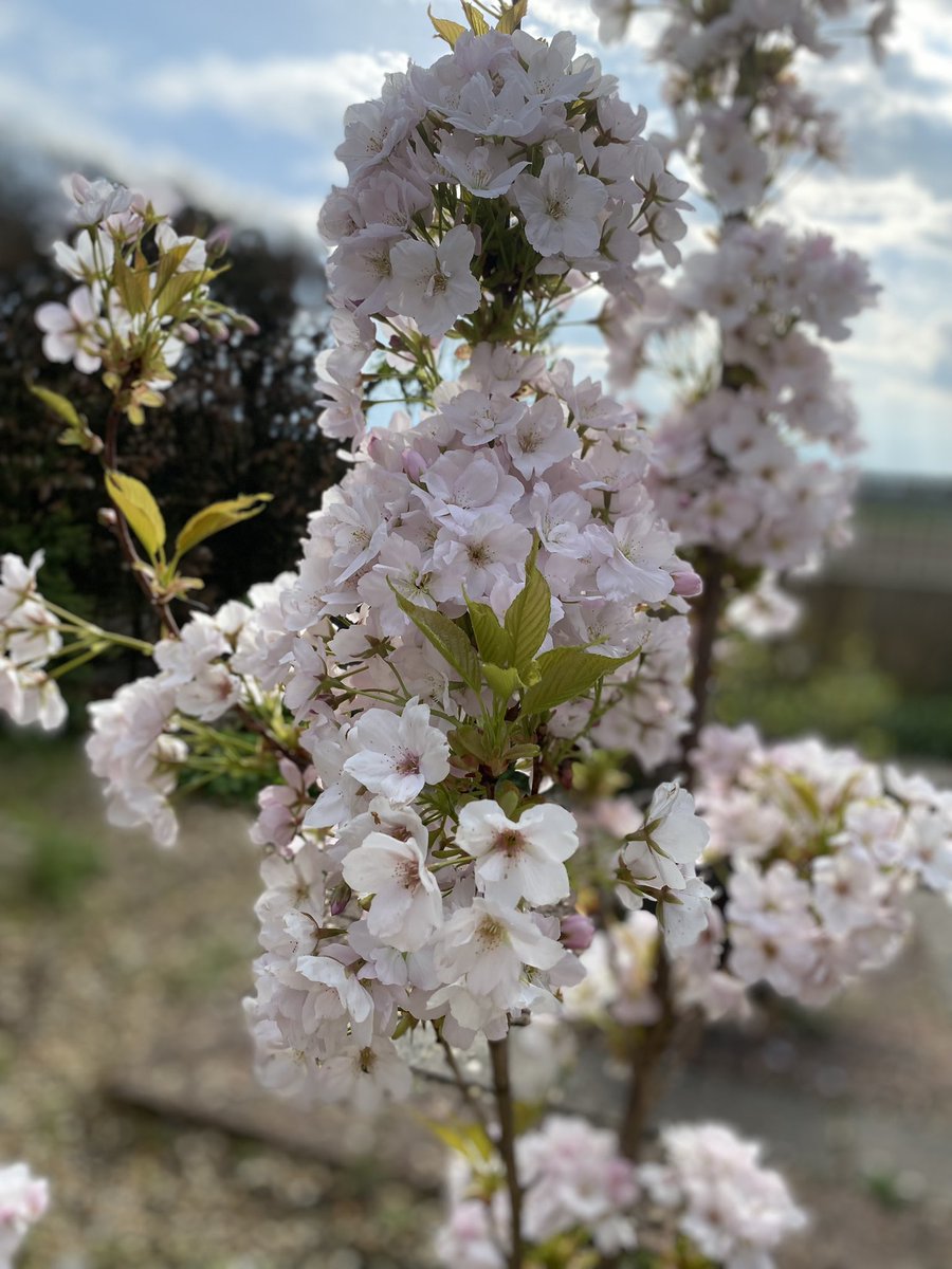 suemillward57's tweet photo. Prunus Amanogawa 😊#BlossomWatchComp https://t.co/GseoHPBDlq