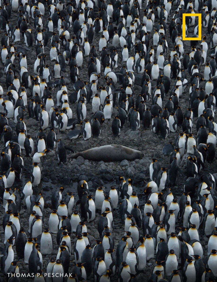 NatGeo's tweet photo. A large king penguin colony avoids a seal resting on a beach on Marion Island, Prince Edward Islands, South Africa https://t.co/MOBQxiRvyt
