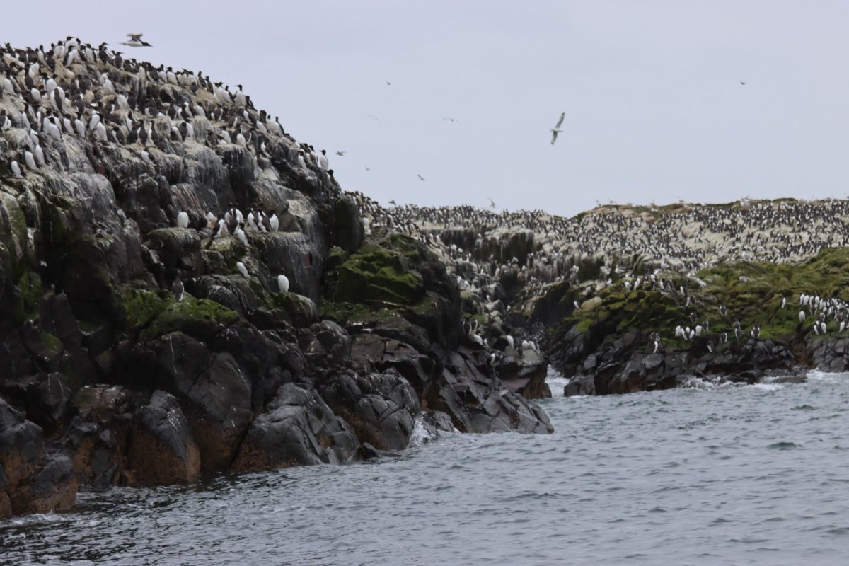 A few from a very cold and enjoyable day out around the Farne Islands courtesy of @thefarneislands