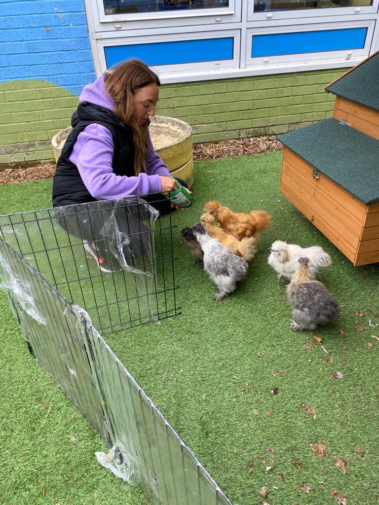 MPSChicks's tweet photo. Saturday treats from @MrsMeekMPS! As you can see… we absolutely love mealworms! #happychicks #ecoschools #backyardchickens #SaturdayVibes https://t.co/wSRzmvviGb