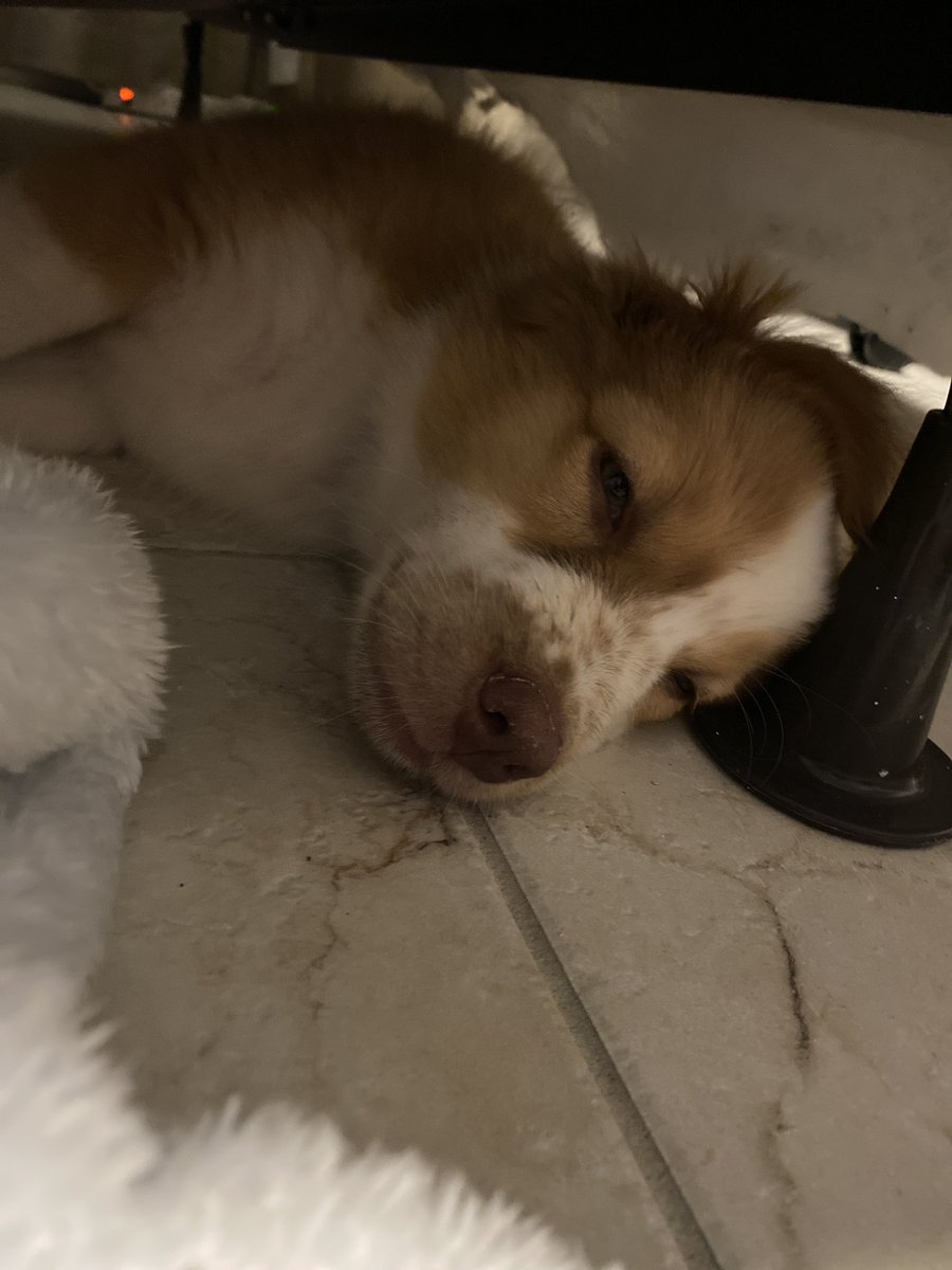 Tired puppo