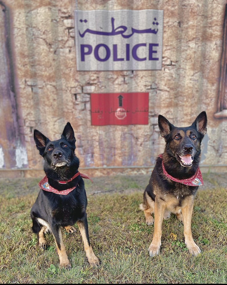 DogsforDefense tweet picture