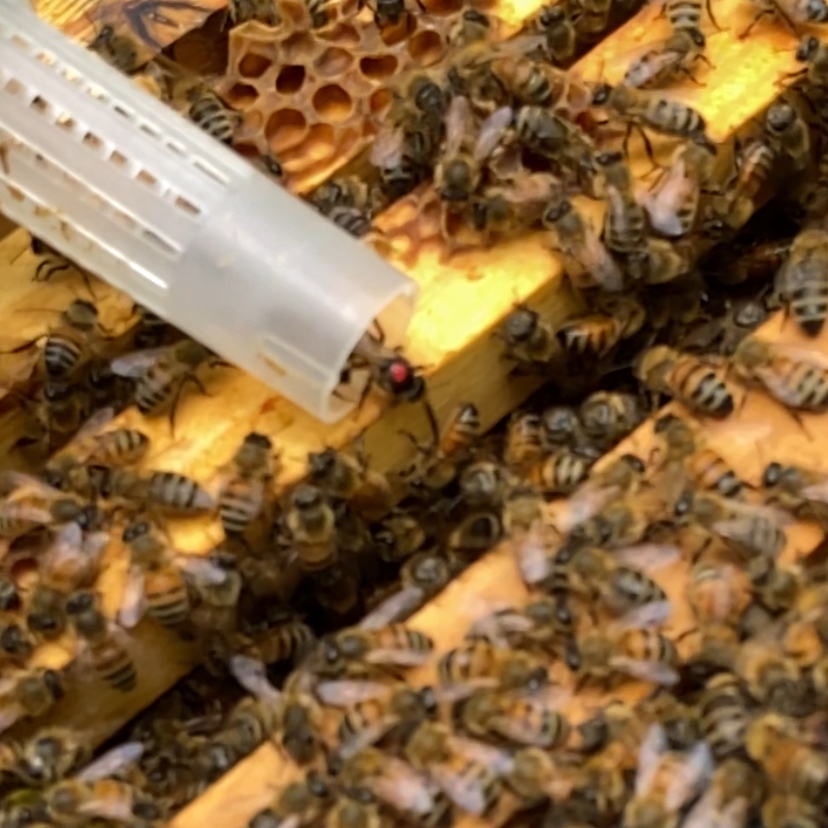 Busy as bees 😉 at the #OCYMCA . Lifeguard training, Eagle Scout project, #HealthyKidsDay and introducing a new queen to the beehive. #StrengtheningCommunities #BecauseY