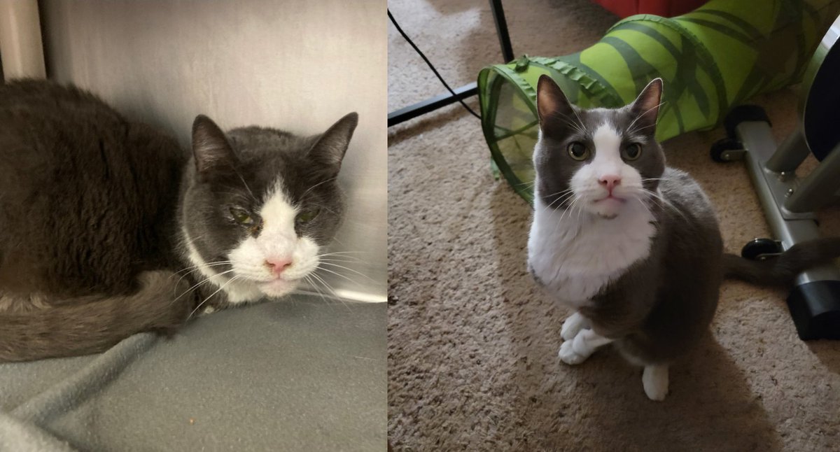 transchrissy's tweet photo. Our new rescue Brooklyn! He's ten, and at some point lost his front right leg but an absolute joy! 😻 #Caturday https://t.co/W90cHalJeg