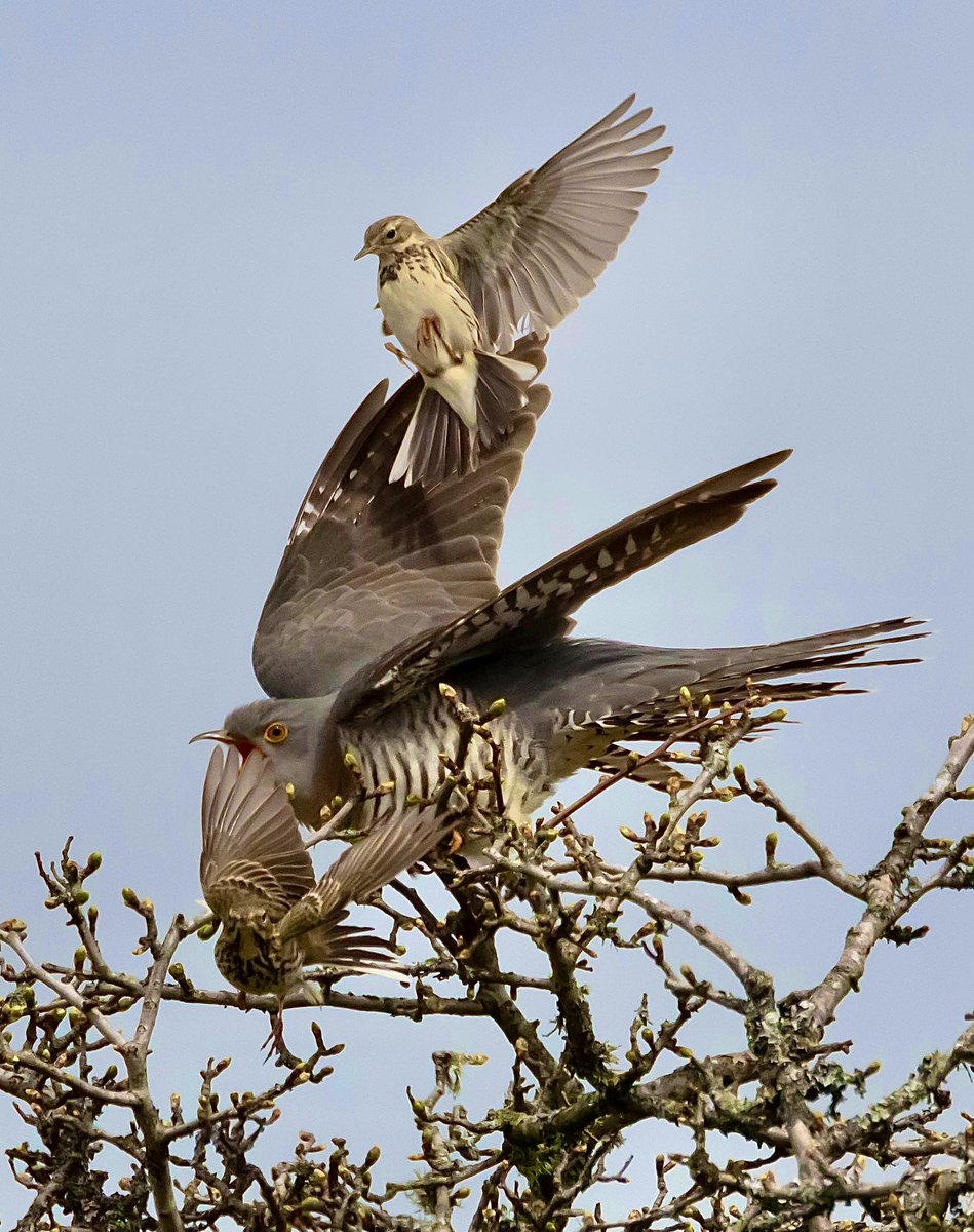 Steve Sanderson (@stevesando1) on Twitter photo More Cuckoo versus Pipit drama today. This time a female is being mobbed.
<a href="/CBWPS1/">Cornwall Birds</a> #birdphotography #birds #BirdsOfTwitter #BirdsSeenIn2023 #NaturePhotography #birding #TwitterNatureCommunity #wildlifephotography More Cuckoo versus Pipit drama today. This time a female is being mobbed.
<a href="/CBWPS1/">Cornwall Birds</a> #birdphotography #birds #BirdsOfTwitter #BirdsSeenIn2023 #NaturePhotography #birding #TwitterNatureCommunity #wildlifephotography