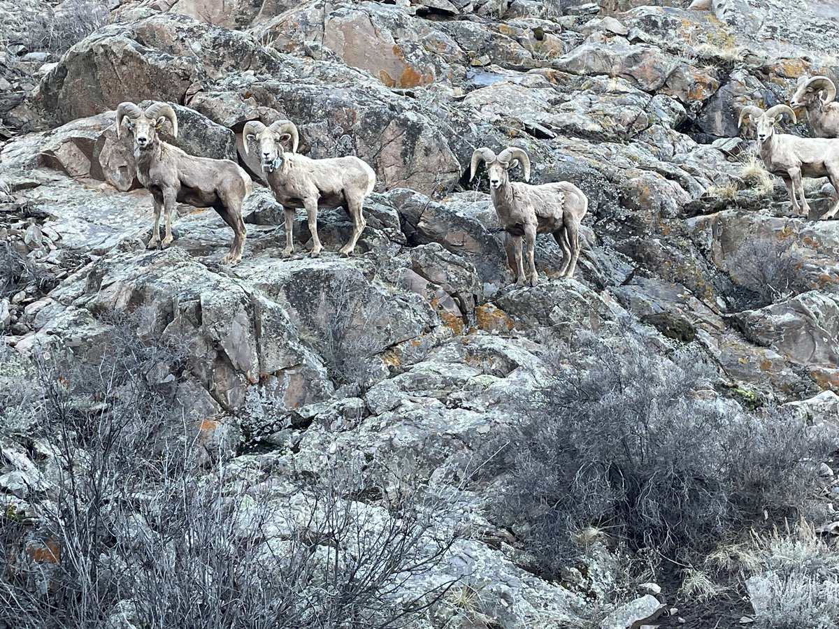 dlburnettvet's tweet photo. On the way to #CochetopaPass I came across some locals.
#SaguacheCounty
#ColoradoSpringtime https://t.co/tjDy67RAqt