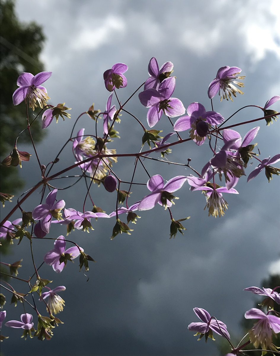 Photo memories 10th August 2021 - thalictrum and a rather moody sky #GardeningTwitter #PhotoMemories